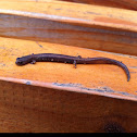 Black-bellied Slender Salamander