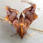 Small-eyed Sphinx