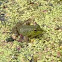 American bullfrog