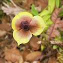 Orquídea Telipogon