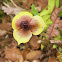 Orquídea Telipogon