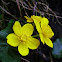 Yellow marsh marigold, Kaczyniec błotny