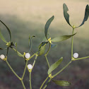 European mistletoe