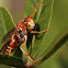 Paper Wasp