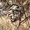 Wasp nest