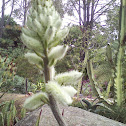 Aloe