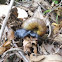 Caracol Negro Gigante