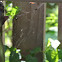 Spider web