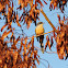Mangrove Cuckoo