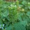 Cutleaf selfheal