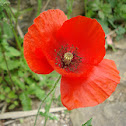 Poppy