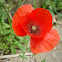 Poppy