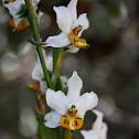 Orquídea / Orchid