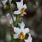 Orquídea / Orchid