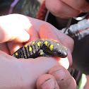 Black and yellow spotted salamander