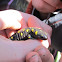Black and yellow spotted salamander