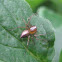 Striped Lynx Spider - male