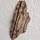 Owl Moth