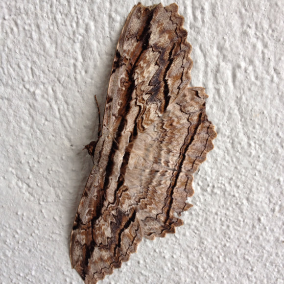 Spotting Image 1