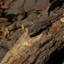Lagartija