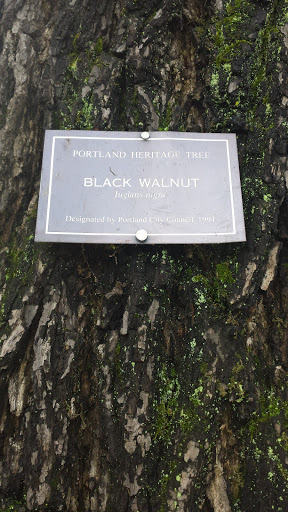 Portland Heritage Tree: Black Walnut