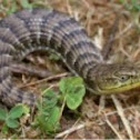 Southern Alligator lizard