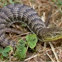 Southern Alligator lizard