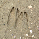 Deer Prints