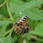 Grasshopper