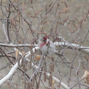 Common Redpoll