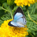 Peacock Royal