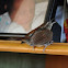 Carolina Wren