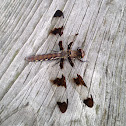 Common Whitetail(female)
