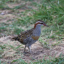 Buff-banded Rail