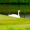 Trumpeter swan