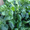 Tatsoi