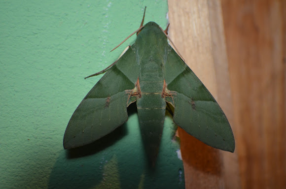 Spotting Image 1