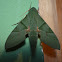 Green Moth