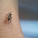 Weevil