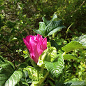 Salt spray rose