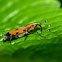 Weevil
