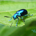 Blue Mint Beetle