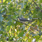 Carolina Chickadee