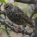 Starling; Estornino Pinto