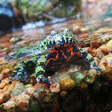 Oriental Fire-bellied Toad