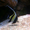 Moorish idol