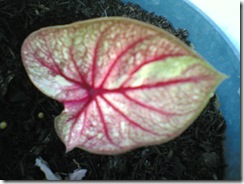 Caladium Jenis Thailand (No Name)