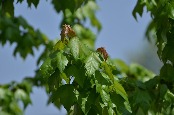 Spotting Image 1