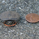 Eastern painted turtle