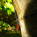 Yellow-head gecko